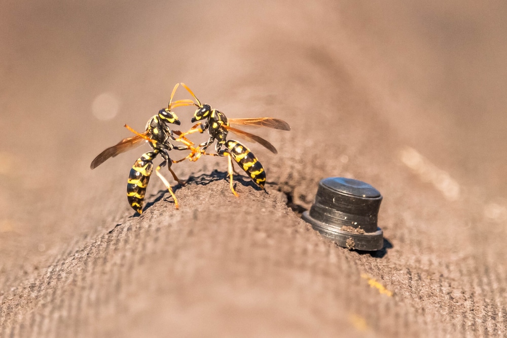 Have you seen Wasps fighting. Discover why in our wasp related article